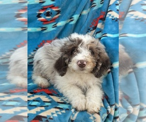 Bernedoodle (Miniature) Puppy for sale in BLOOMFIELD, MO, USA