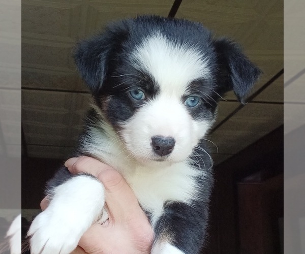 Medium Photo #1 Miniature Australian Shepherd Puppy For Sale in BLACKSBURG, SC, USA