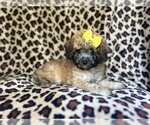 Small #1 Cavapoo