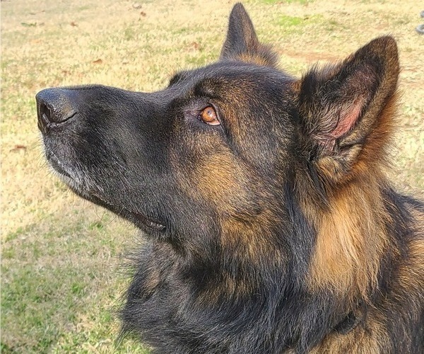 Medium Photo #1 German Shepherd Dog Puppy For Sale in MOSCOW, TN, USA