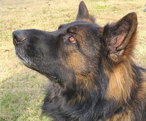 Father of the German Shepherd Dog puppies born on 04/06/2026