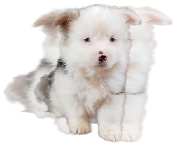 Medium Photo #1 Pembroke Welsh Corgi Puppy For Sale in MILTON, WI, USA