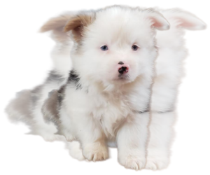 Pembroke Welsh Corgi Puppy for sale in MILTON, WI, USA