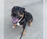 Small #11 German Shepherd Dog Mix