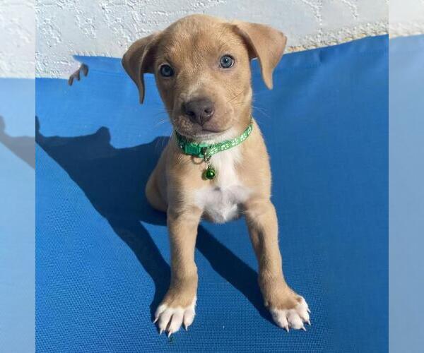 Medium Photo #8 Labrador Retriever-Unknown Mix Puppy For Sale in San Diego, CA, USA