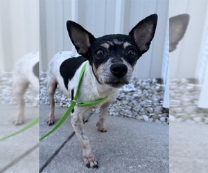 Chihuahua-Unknown Mix Dogs for adoption in Naples, FL, USA