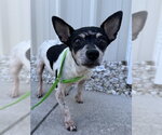 JUNIE - Female Chihuahua-Unknown Mix Dog for Adoption - Small photo