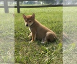 Small #1 Shiba Inu