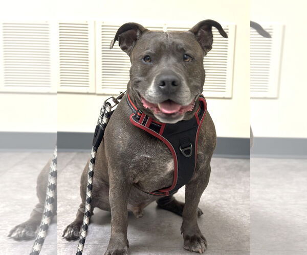 Medium Photo #1 American Pit Bull Terrier-Unknown Mix Puppy For Sale in Rockaway, NJ, USA