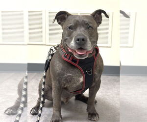 American Pit Bull Terrier-Unknown Mix Dogs for adoption in Rockaway, NJ, USA