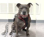 Small American Pit Bull Terrier Mix
