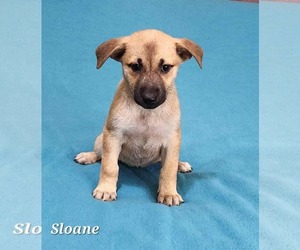 Shepradors Dogs for adoption in SHERBURNE, NY, USA