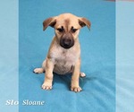 Small Shepradors