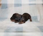 Small #3 Dachshund