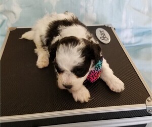 Poochon Puppy for sale in LE MARS, IA, USA