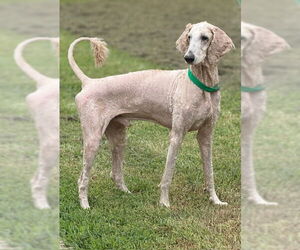 Medium Poodle (Standard) Mix