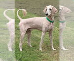 Small Poodle (Standard) Mix
