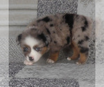 Small #8 Miniature Australian Shepherd