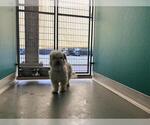 Small Cairn Terrier Mix