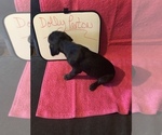 Small Photo #12 Great Dane Puppy For Sale in MINERAL WELLS, TX, USA
