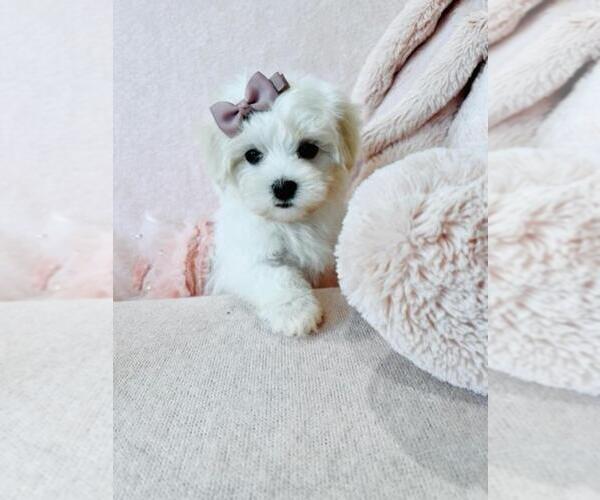 Medium Photo #11 Maltese Puppy For Sale in FORT LAUDERDALE, FL, USA