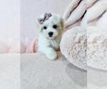 Small Photo #11 Maltese Puppy For Sale in FORT LAUDERDALE, FL, USA