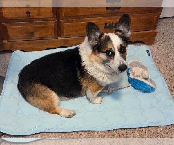 Medium Photo #6 Mutt Puppy For Sale in Denver , CO, USA
