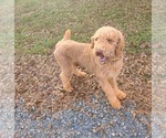 Small Photo #1 Goldendoodle Puppy For Sale in TAYLORSVILLE, NC, USA