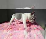 Puppy Cheeto French Bulldog