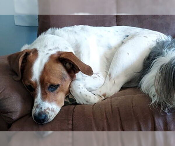 Medium Photo #2 Basset Hound-Unknown Mix Puppy For Sale in Deepwater, NJ, USA