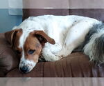 Small #1 Basset Hound Mix