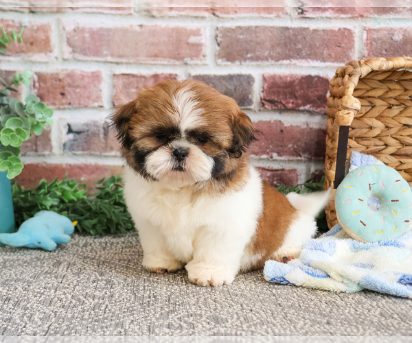 Medium Photo #5 Shih Tzu Puppy For Sale in SYRACUSE, IN, USA