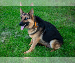 Mother of the German Shepherd Dog puppies born on 03/25/2025