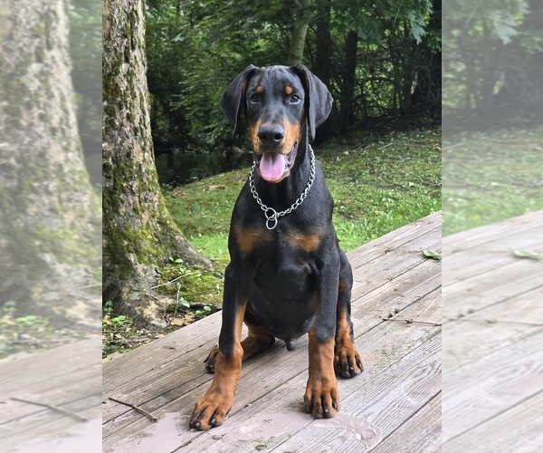 Medium Photo #10 Doberman Pinscher Puppy For Sale in WARSAW, IN, USA