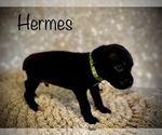 Small Photo #3 Cane Corso Puppy For Sale in SPRING, TX, USA