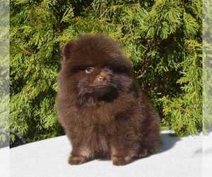 Pomeranian Puppy for sale in EMPIRE STATE, NY, USA