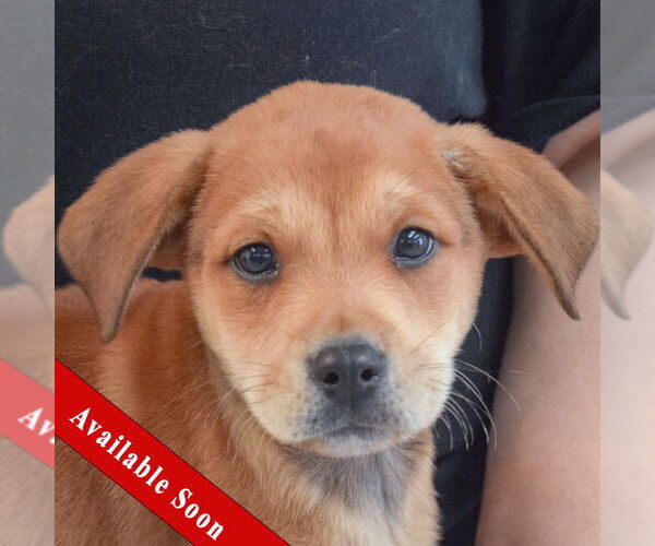 Medium Photo #1 German Shepherd Dog-Unknown Mix Puppy For Sale in Huntley, IL, USA