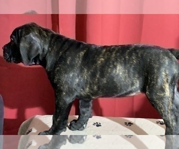 Medium Photo #141 Cane Corso Puppy For Sale in COTTAGE GROVE, OR, USA