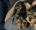 Small #4 Yorkshire Terrier