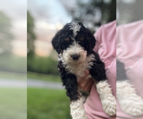 Medium Photo #6 Bernedoodle (Miniature) Puppy For Sale in DENVER, PA, USA