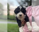 Small #5 Bernedoodle (Miniature)
