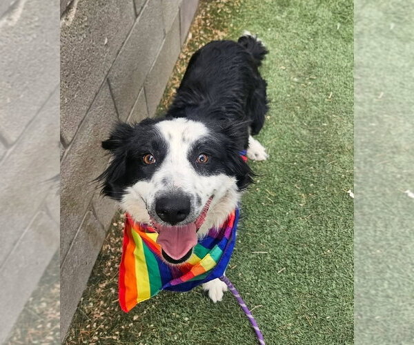 Medium Photo #2 Border Collie-Unknown Mix Puppy For Sale in Lakewood, CO, USA