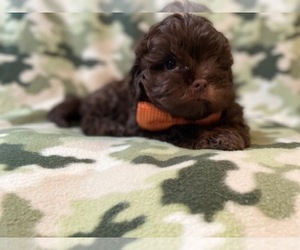 ShihPoo Puppy for sale in LAKELAND, FL, USA
