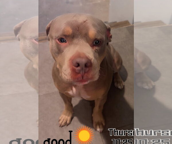 Medium Photo #3 American Pit Bull Terrier-Unknown Mix Puppy For Sale in Magnolia Springs, AL, USA