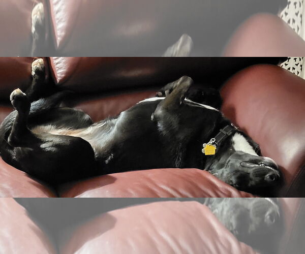 Medium Photo #5 Mutt Puppy For Sale in Chandler, AZ, USA