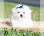 Small #3 Maltese