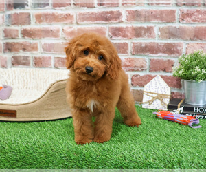 Poodle (Miniature) Puppy for sale in SYRACUSE, IN, USA