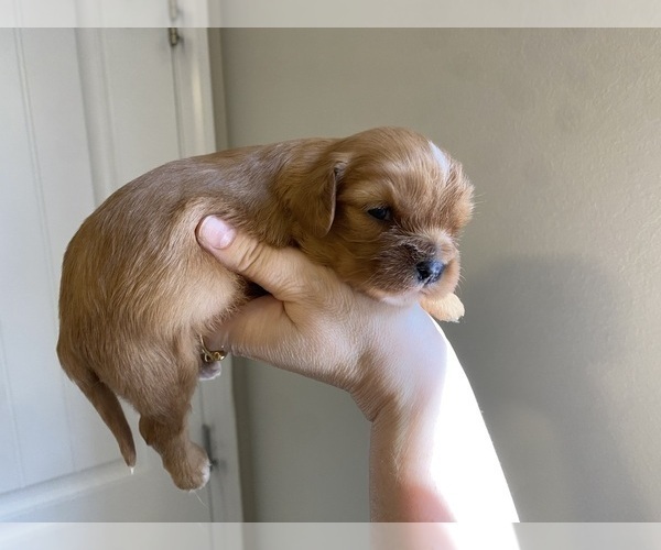 Medium Photo #1 Cavalier King Charles Spaniel Puppy For Sale in SAINTE GENEVIEVE, MO, USA