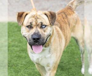Medium American Pit Bull Terrier Mix