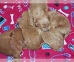 Small Photo #4 Goldendoodle Puppy For Sale in BARNUM, IA, USA